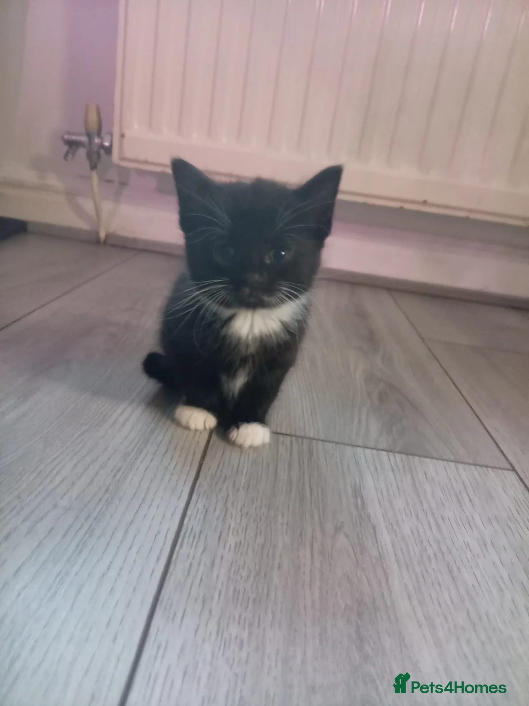 British Shorthair cats for sale: Beautiful kittens - Advert 2