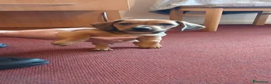 Jackshund 1