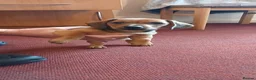 Jackshund dogs for sale: Male puppy - Advert 2
