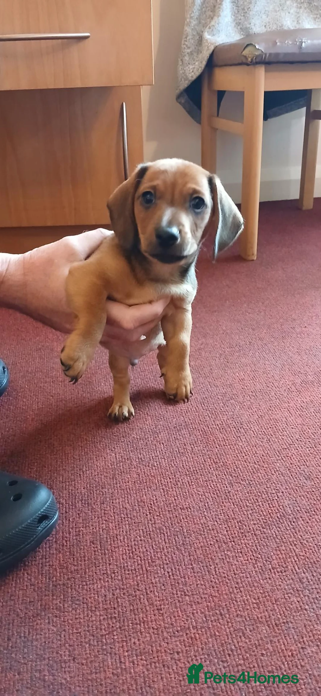 Jackshund dogs for sale: Male puppy - Advert 2