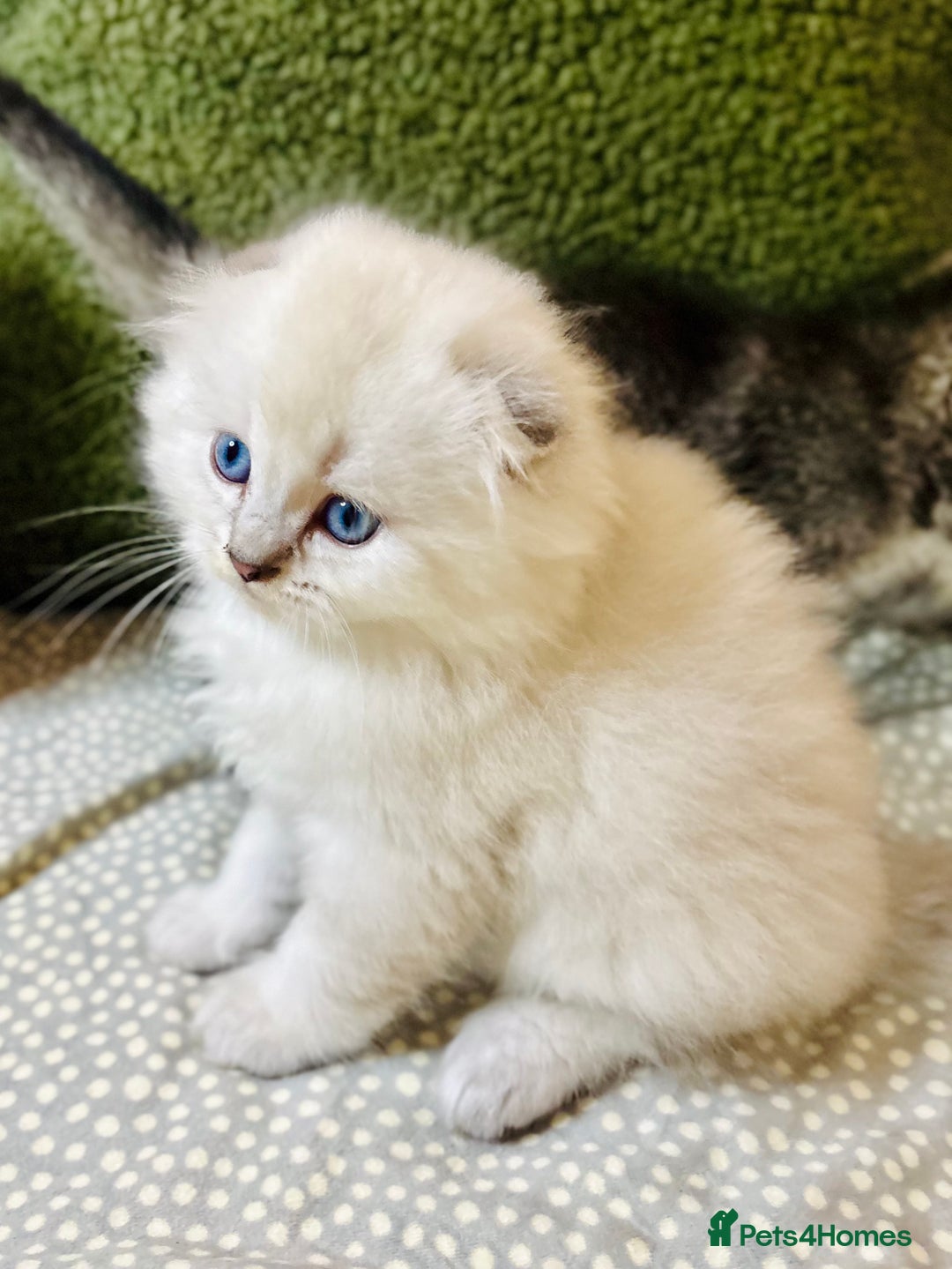 Scottish Fold cats for sale: 🌟🌟🌟🌟🌟Pedigree Scottish Fold Kittens - Advert 16