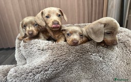 Miniature Dachshund dogs for sale: Miniature dachshund - Image 7