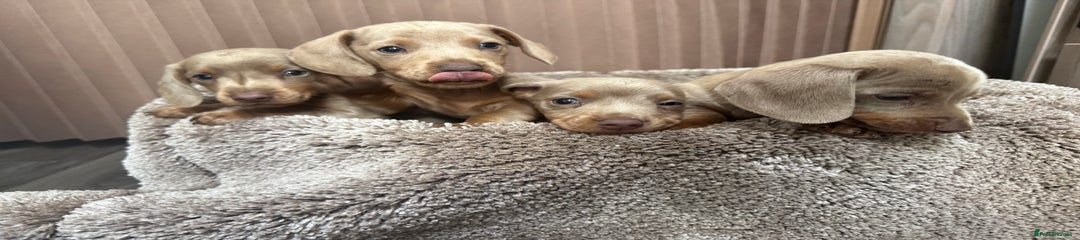 Miniature Dachshund Puppy 2