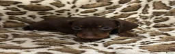Dachshund dogs for sale: 🩷Amazing dachshund puppies🩷 - Advert 12