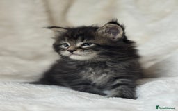 Maine Coon cats for sale: KING-SIZE MAINE COON CUBS HEALTH TESTED - Image 11