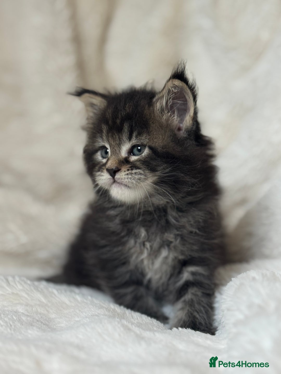 Maine Coon cats for sale: KING-SIZE MAINE COON CUBS HEALTH TESTED - Image 11