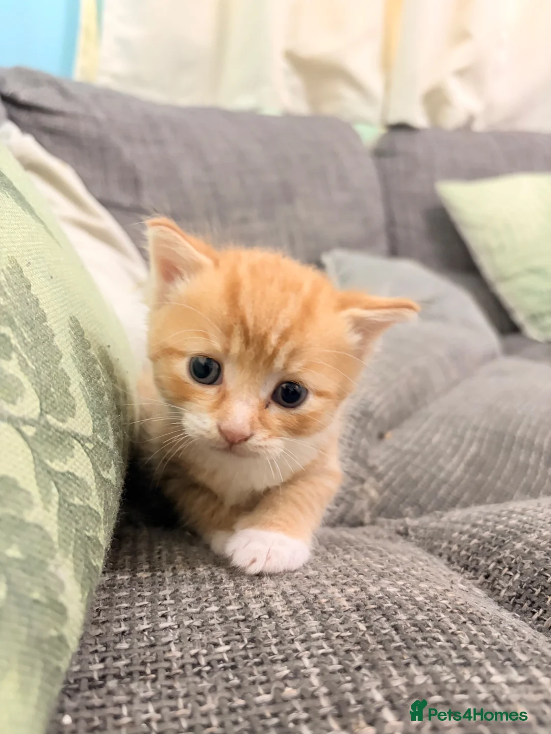Mixed Breed cats for sale: 3 little Ginger Boys - Advert 2