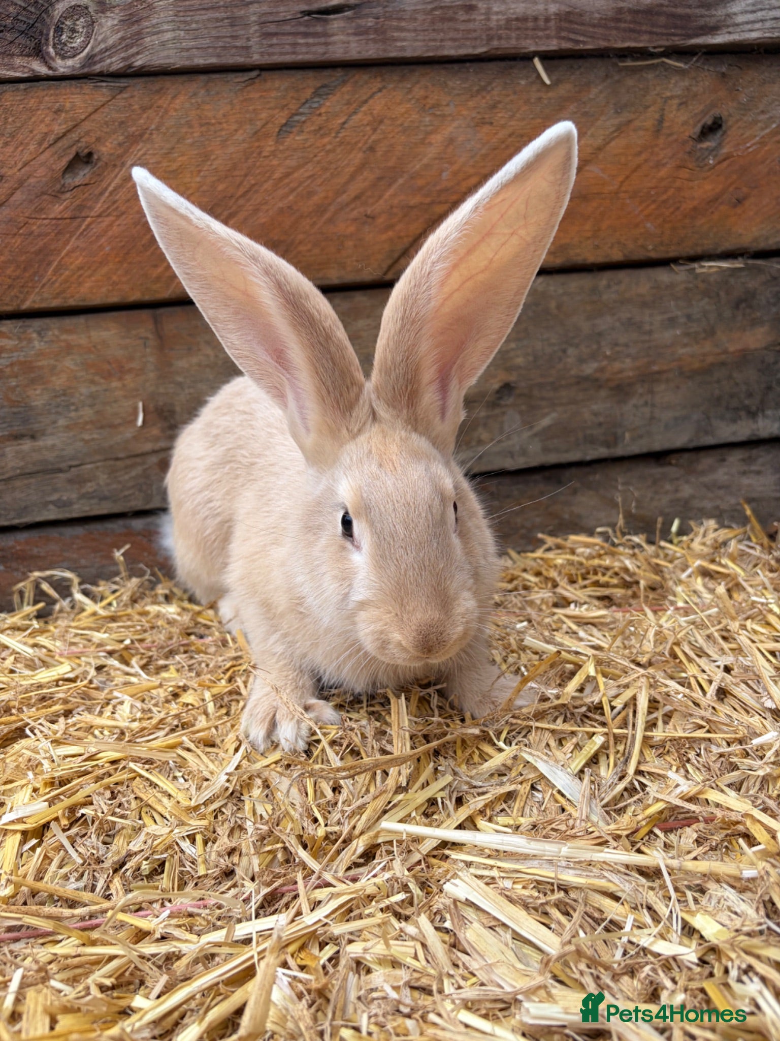 Continental Giant rabbits Continental giant babies available  - Advert 2
