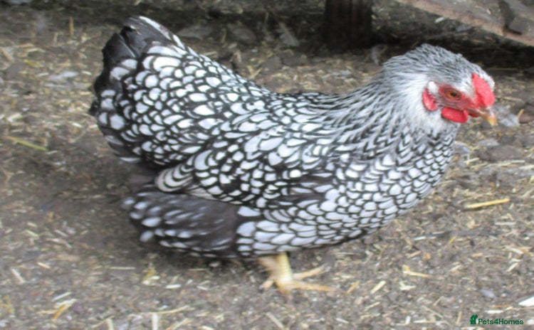 Chickens poultry in Stafford - Advert 8