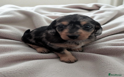 Chiweenie dogs for sale: 5 gorgeous Chiweenie puppies - Image 2