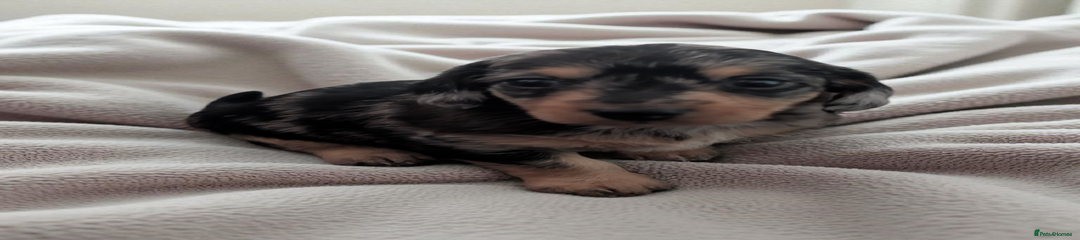 Chiweenie Puppy 5