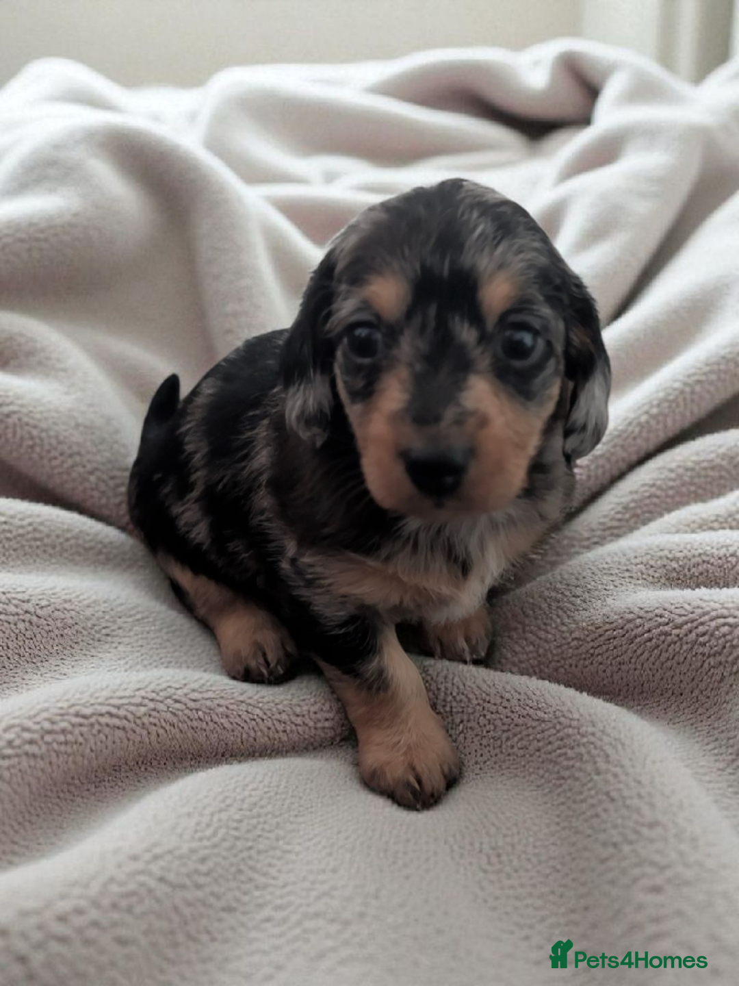 Chiweenie dogs for sale: 5 gorgeous Chiweenie puppies - Image 2