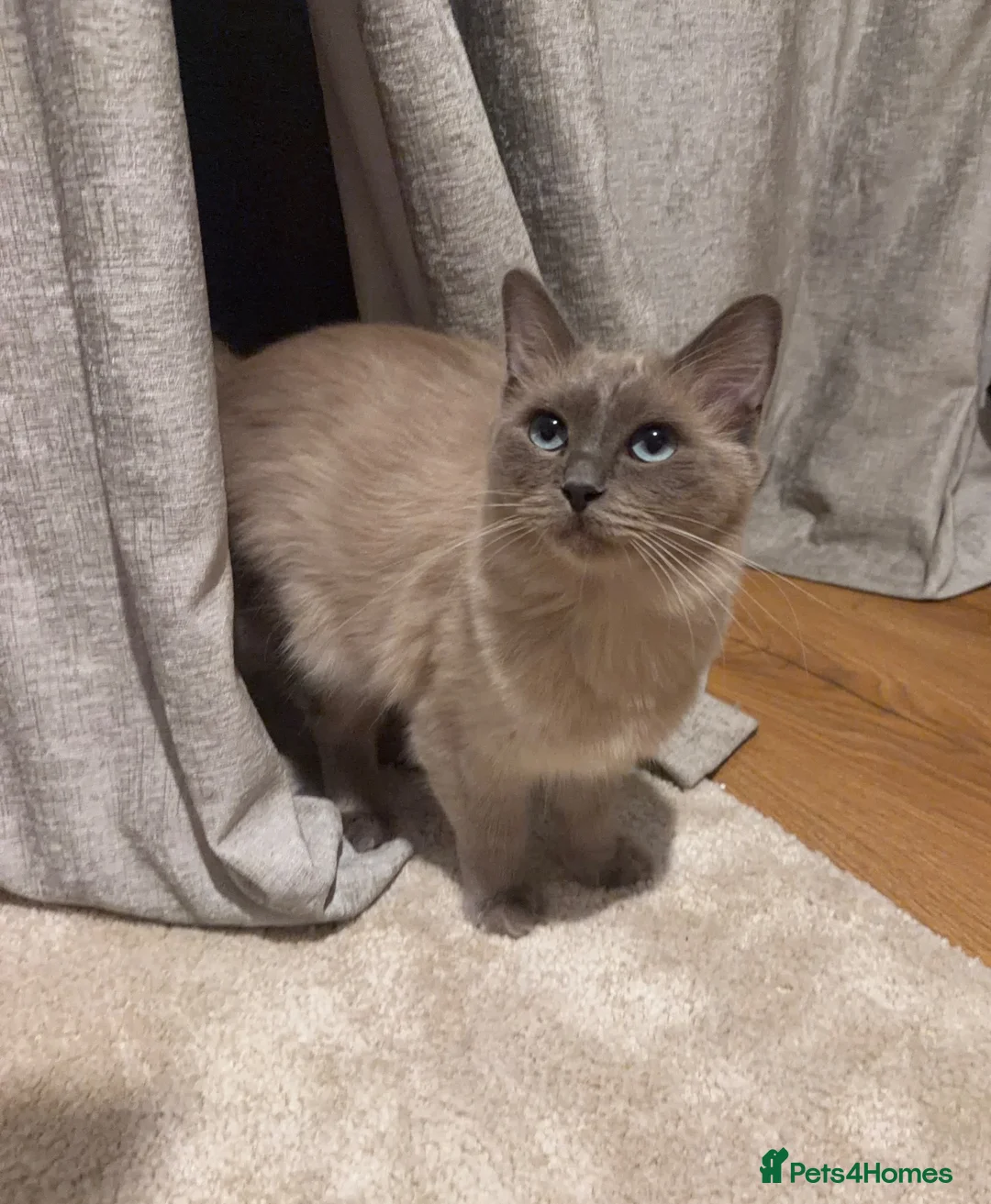 Ragdoll cats for sale: Lovely cat looking for home  - Advert 1