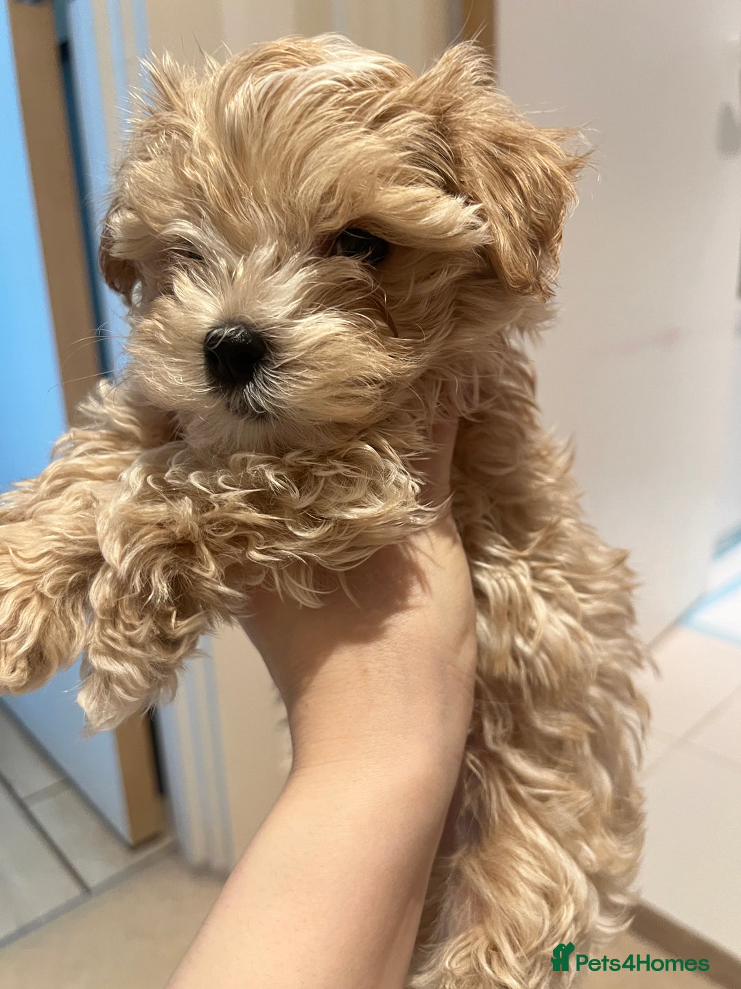 Maltipoo dogs for sale: family pet litter Mini Maltipoo puppies  - Advert 17