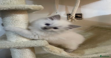 Ragdoll cats - Advert 10