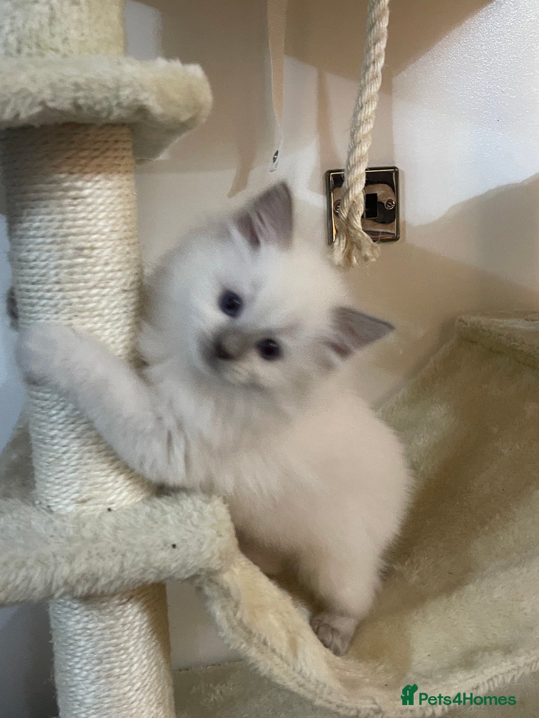 Ragdoll cats for sale: 2 rag doll boys - Image 2