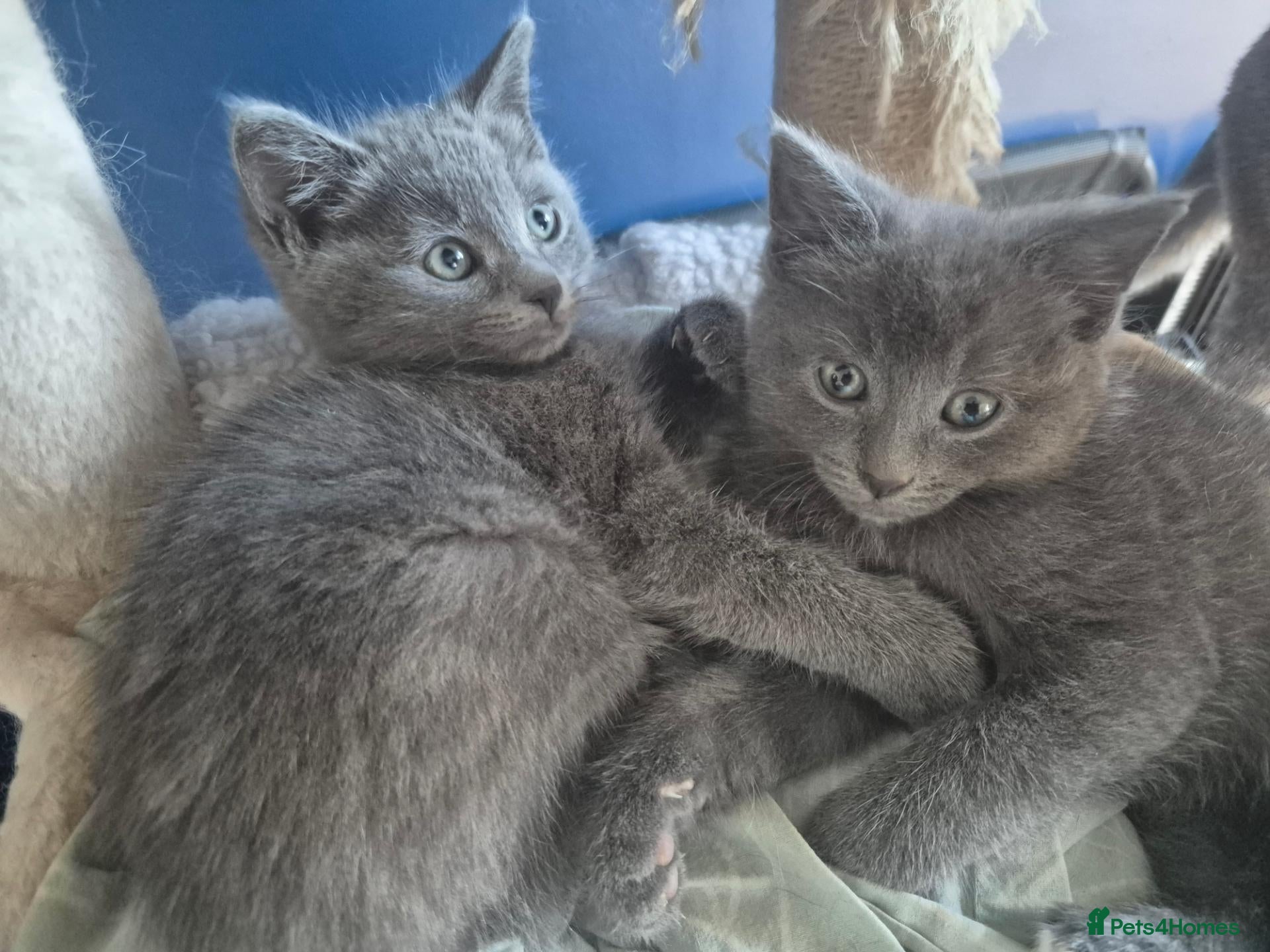 Mixed Breed cats Ragdoll cross gray kittens  - Advert 1