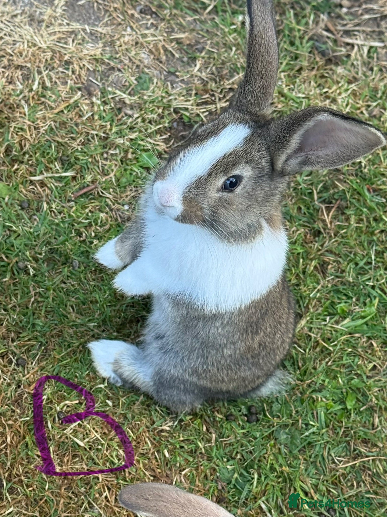 Mixed Breed rabbits 5 bunnies .3 Boys and 2 girls . - Advert 1