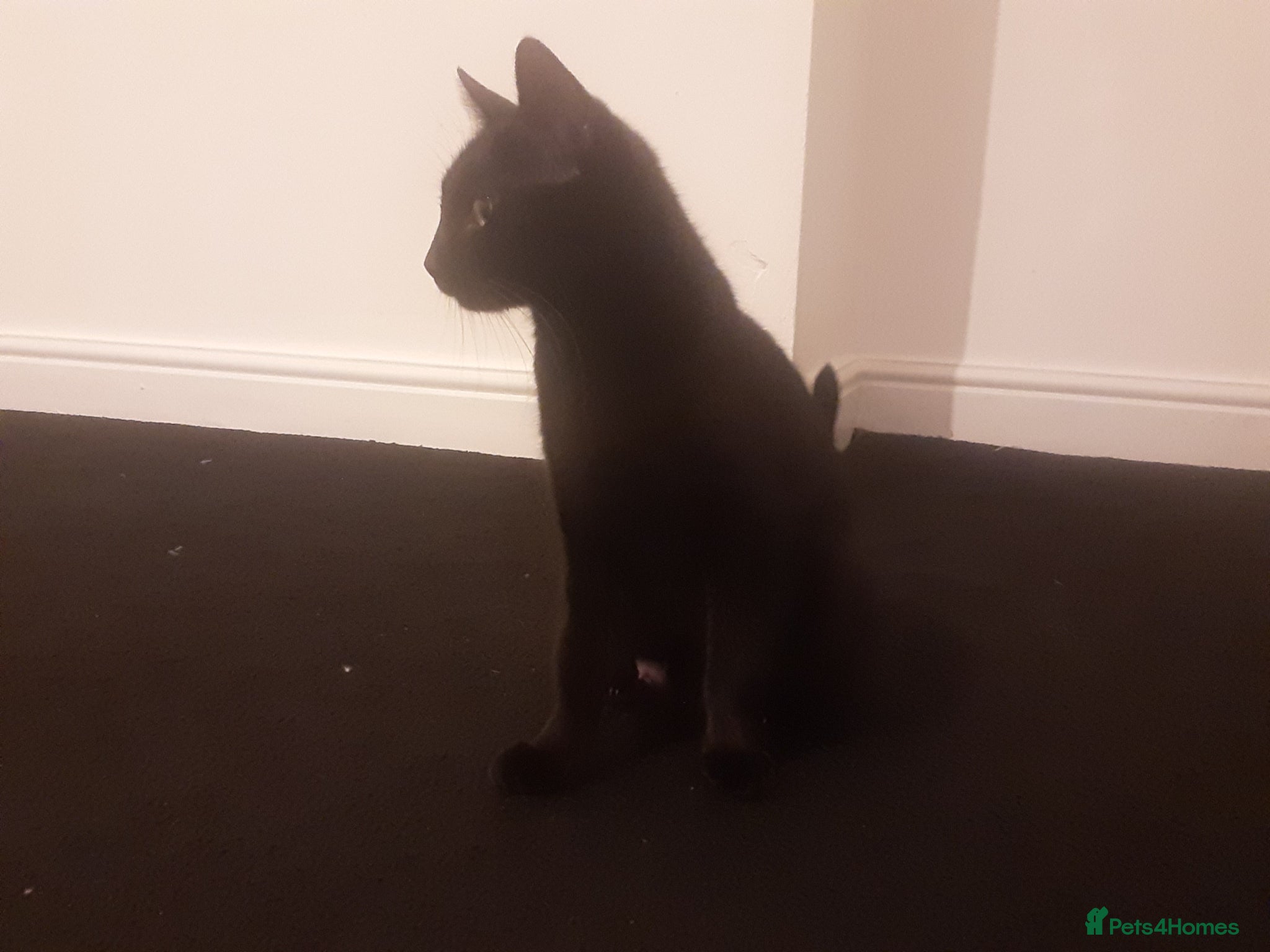 Mixed Breed cats 2 black male and 1 black female  - Advert 1