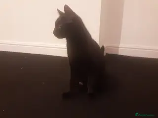 Mixed Breed cats 2 black male and 1 black female - Advert 1