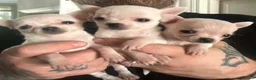 Chihuahua dogs for sale: Adorable Chihuahua Puppies Ready for Loving Homes - Advert 6