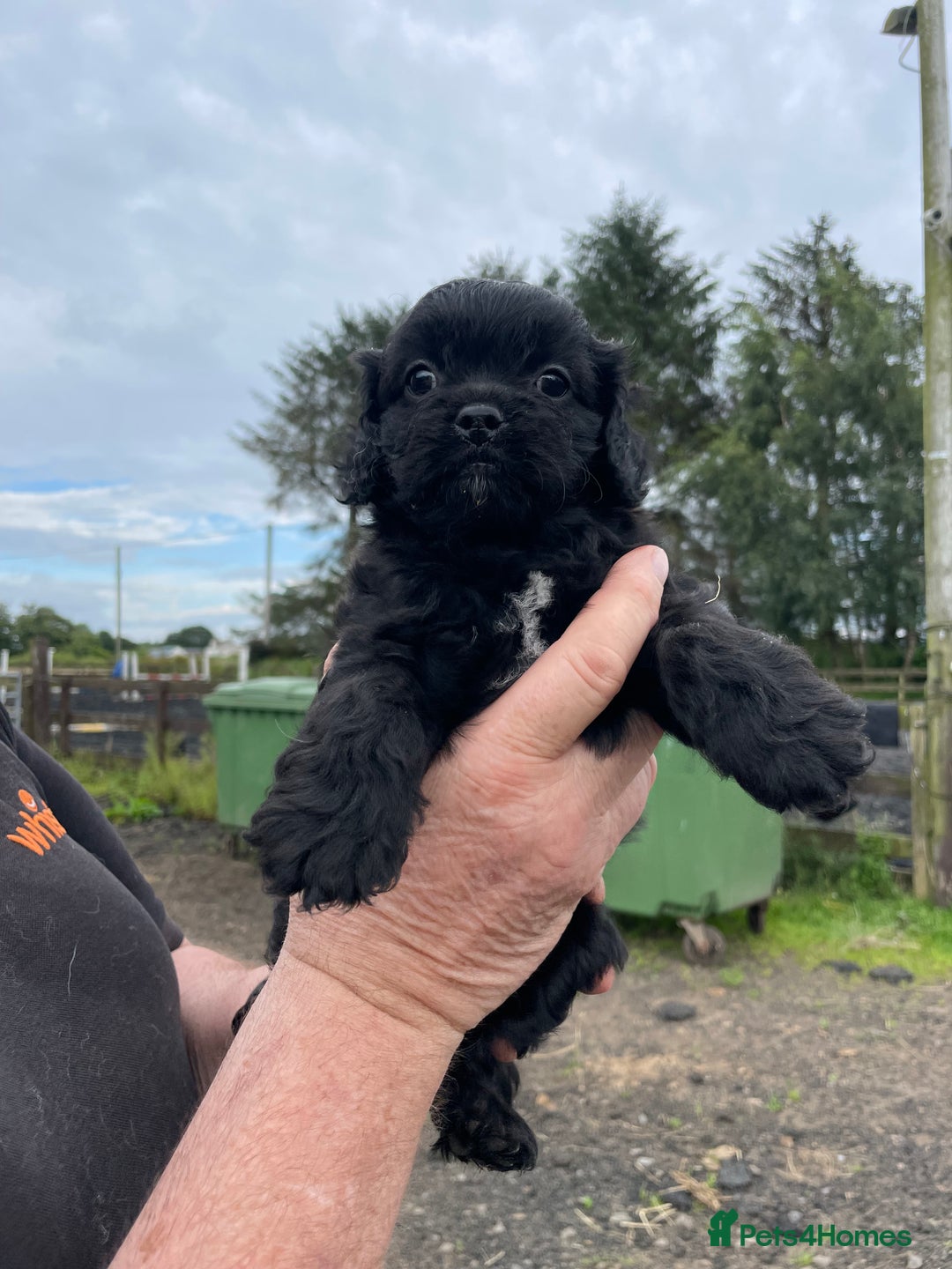 Mixed Breed dogs for sale: Minature Pugapoo Puppies  - Image 2