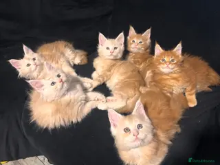 Maine Coon cats Maine Coon Kittens - Advert 11