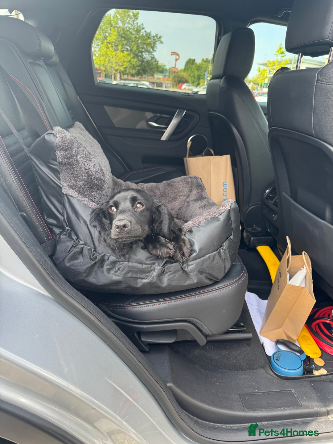 Cocker Spaniel dogs for sale: Female Working Cocker Spaniel for sale  - Image 11