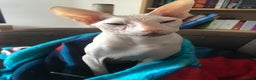 Sphynx cats for sale: 9 year old neutered male Sphynx cat  - Advert 3