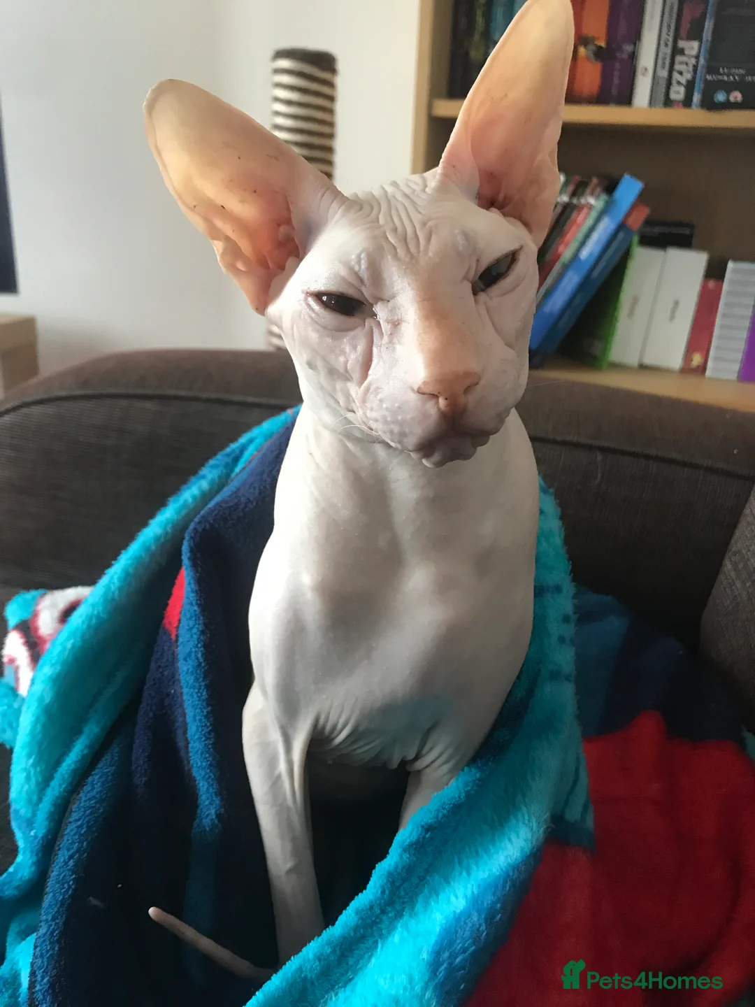 Sphynx cats for sale: 9 year old neutered male Sphynx cat  - Advert 3