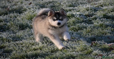Pomsky dogs Perfect blue eyed F3 male Pomsky puppy - Advert 1
