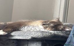 Ragdoll cats for stud: Blue point Ragdoll for stud £300 in Glasgow - Image 6