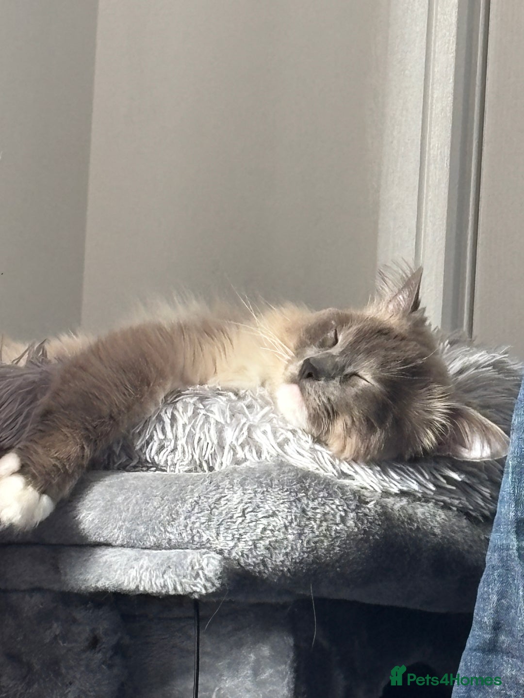 Ragdoll cats for stud: Blue point Ragdoll for stud £300 in Glasgow - Image 6