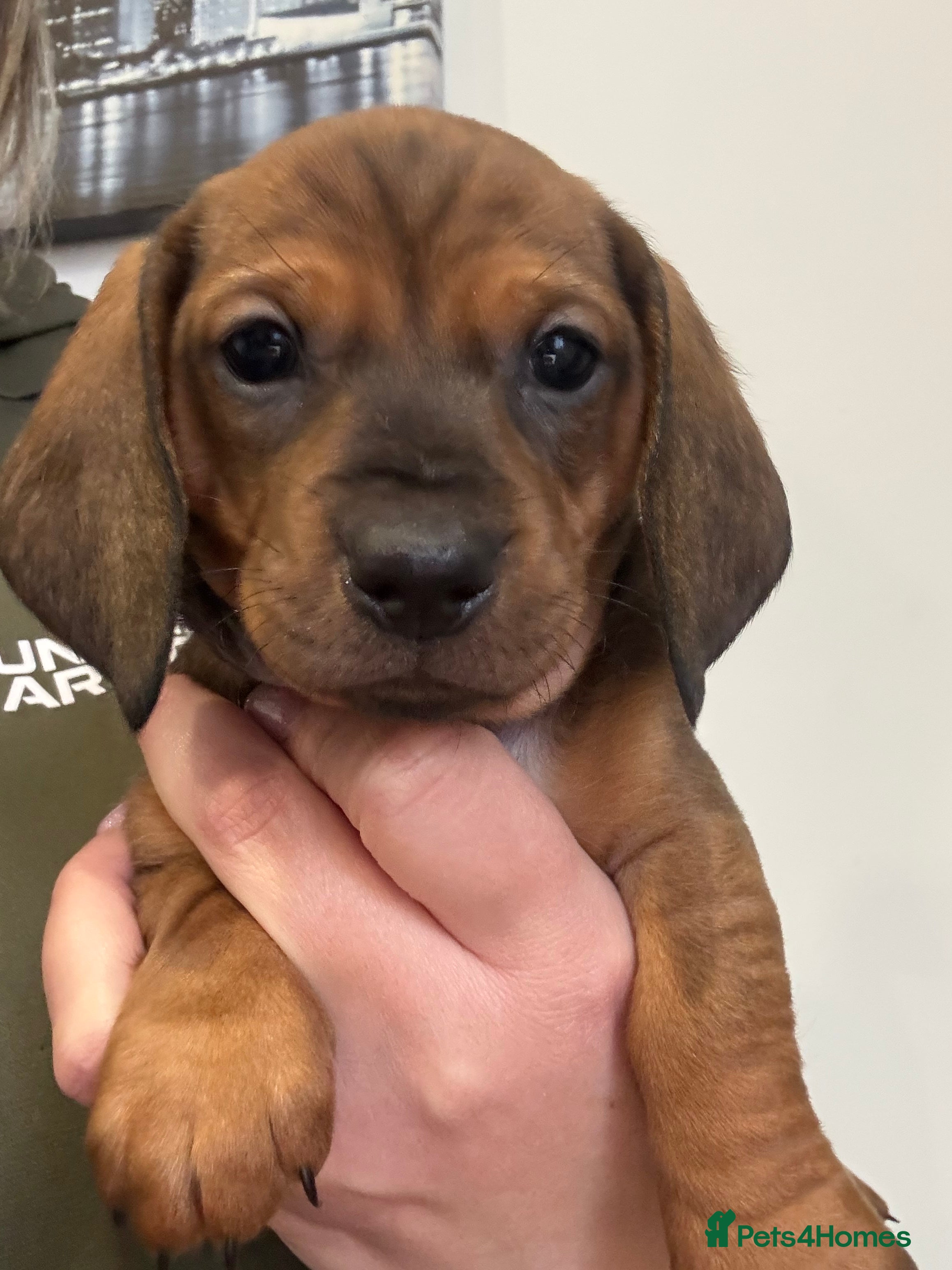 Dachshund dogs Beautiful Standard Dachshund Puppies - Advert 1