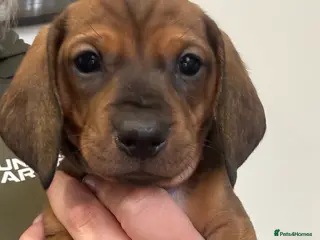 Dachshund dogs Beautiful Standard Dachshund Puppies - Advert 1