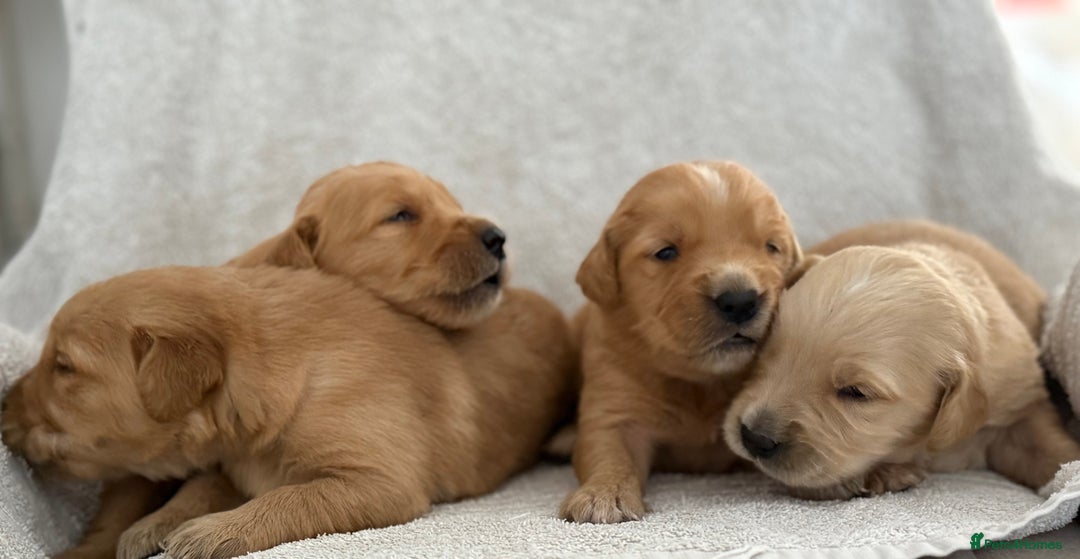 Golden Retriever dogs for sale: Stunning KC registered Golden Retriever puppies - Image 9