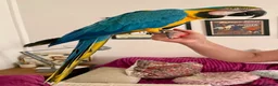 Macaws birds for sale: Beautiful Big Blue And Gold Macaw - Advert 4