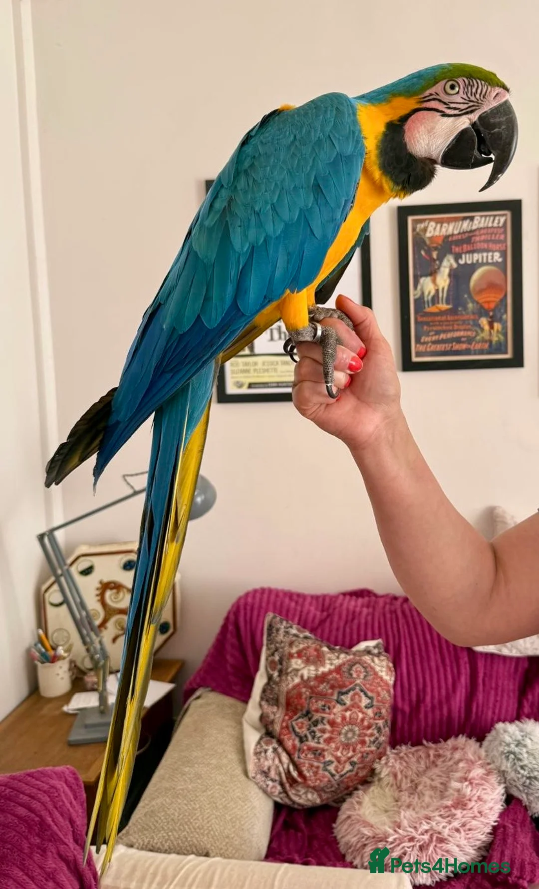 Macaws birds for sale: Beautiful Big Blue And Gold Macaw - Advert 4