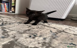 Bengal cats for sale: Mixed Breed Kittens  - Image 21