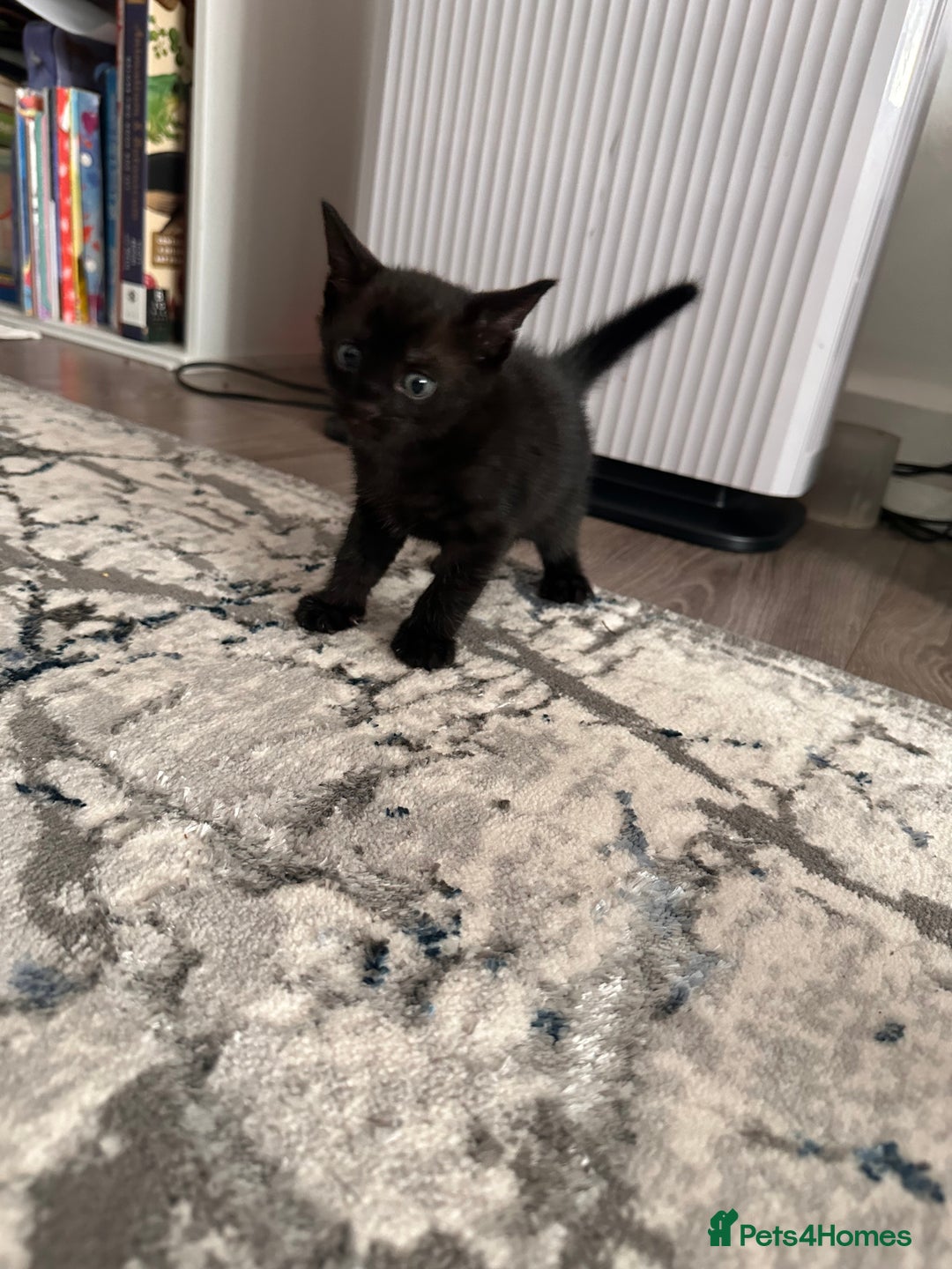 Bengal cats for sale: Mixed Breed Kittens  - Image 21