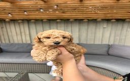 Cavapoochon dogs for sale: 5* Gorgeous F1b Cavapoochons - Image 5