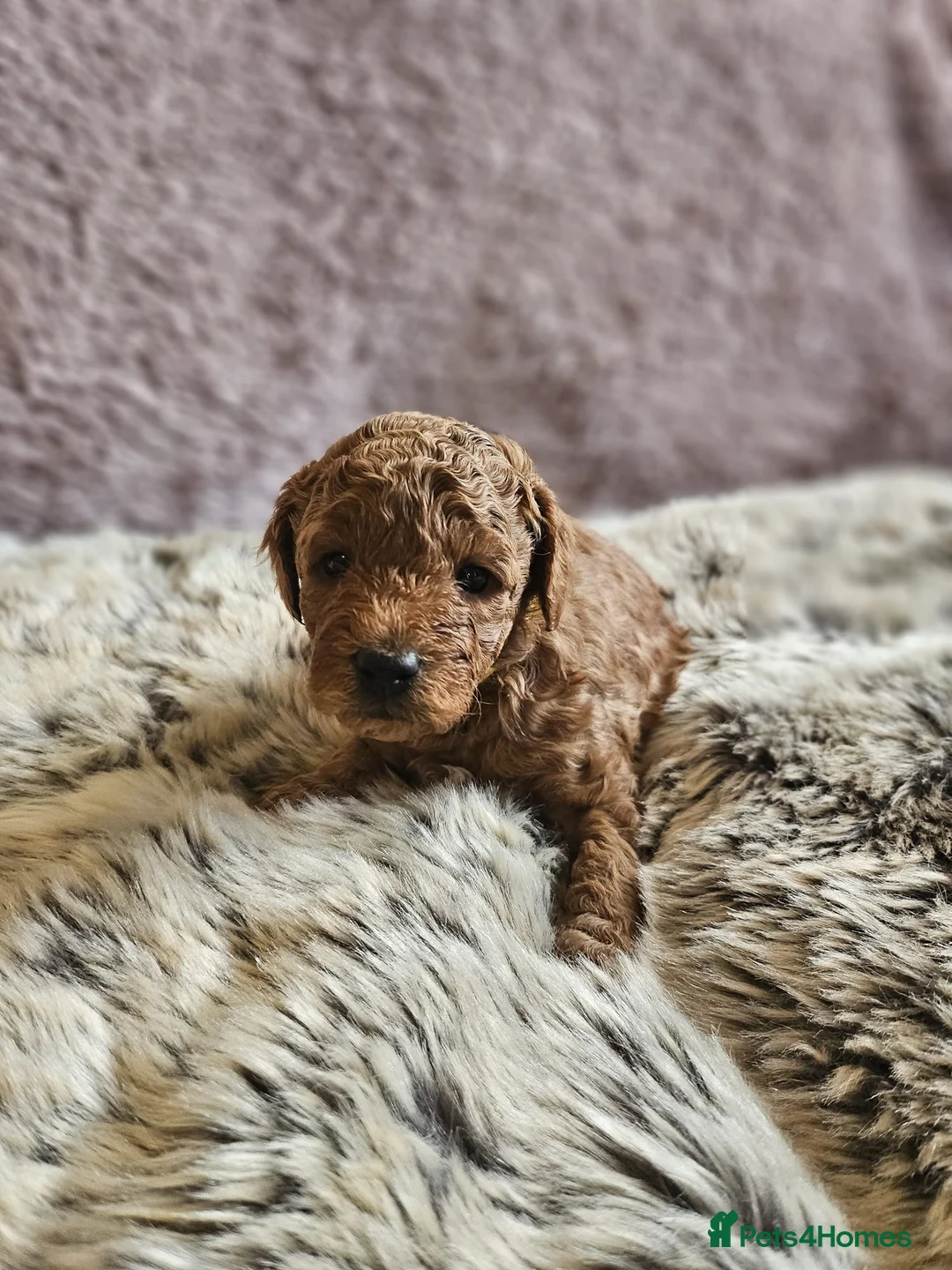 Mixed Breed dogs for sale: F1B Cockapoo Puppies – KC Toy Poodle Sired in Halifax - Advert 28