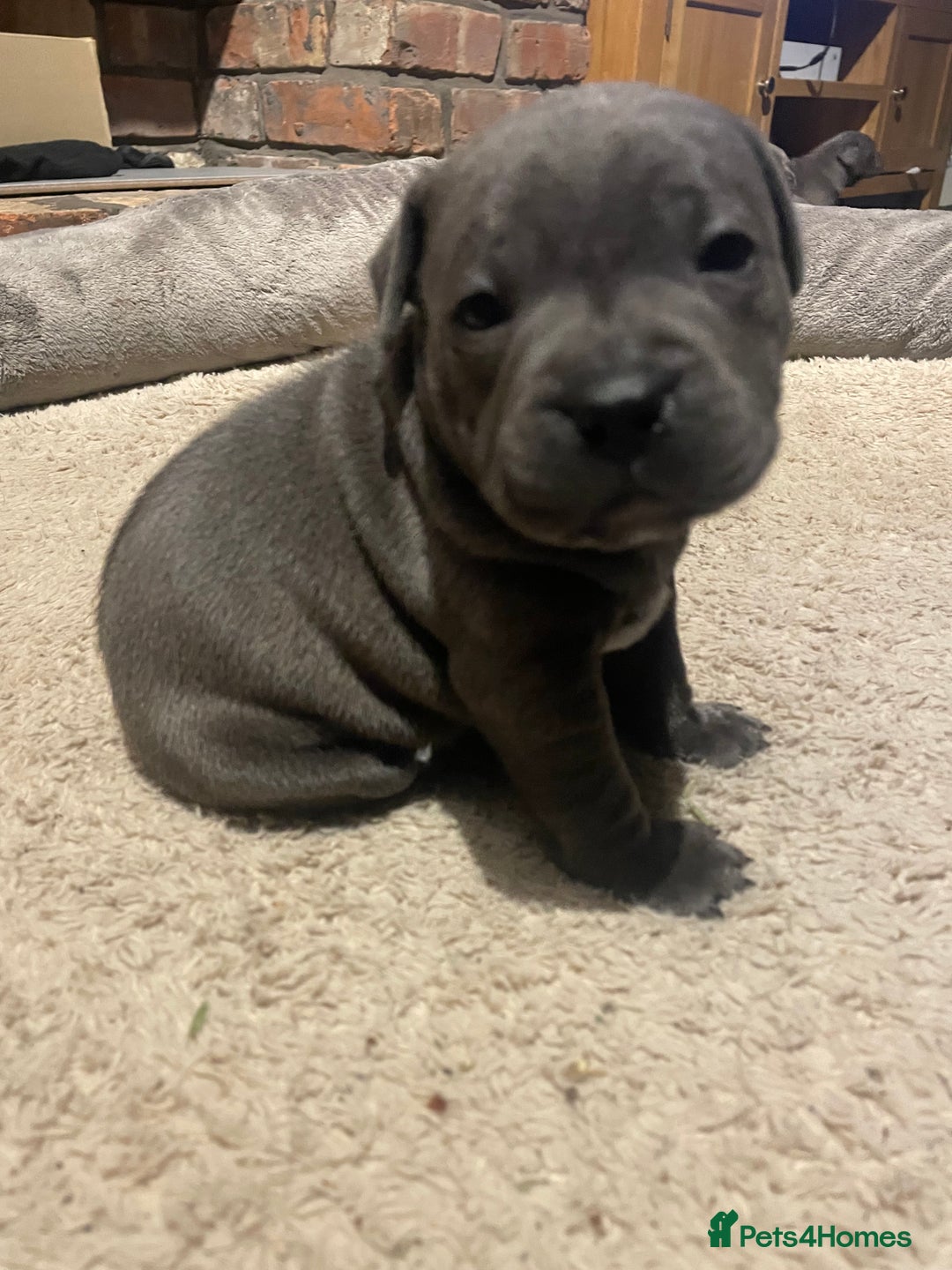 Staffordshire Bull Terrier dogs for sale: Staffordshire Blue KC Registered Kassius Pups - Advert 5