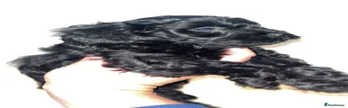 Black dog