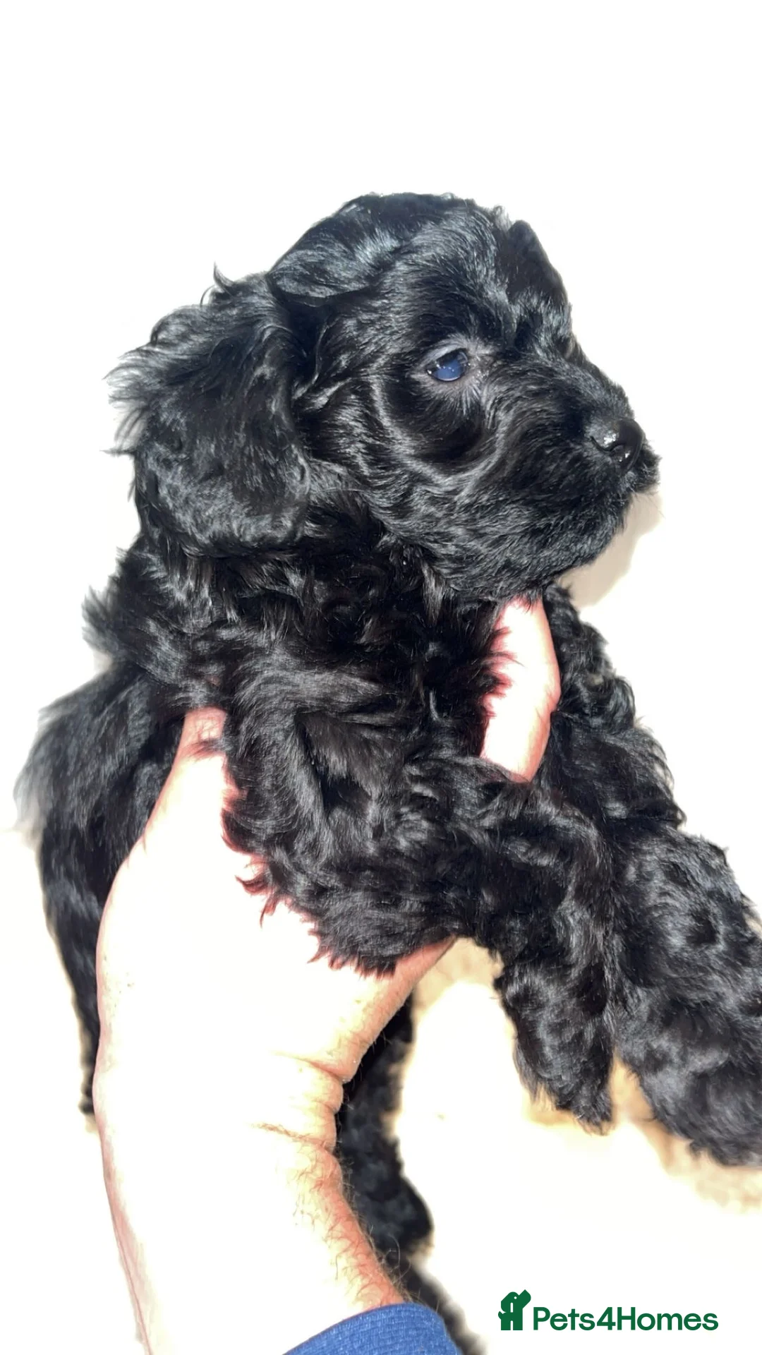 Toy Poodle dogs for sale: Toy poodles for sale - Advert 2