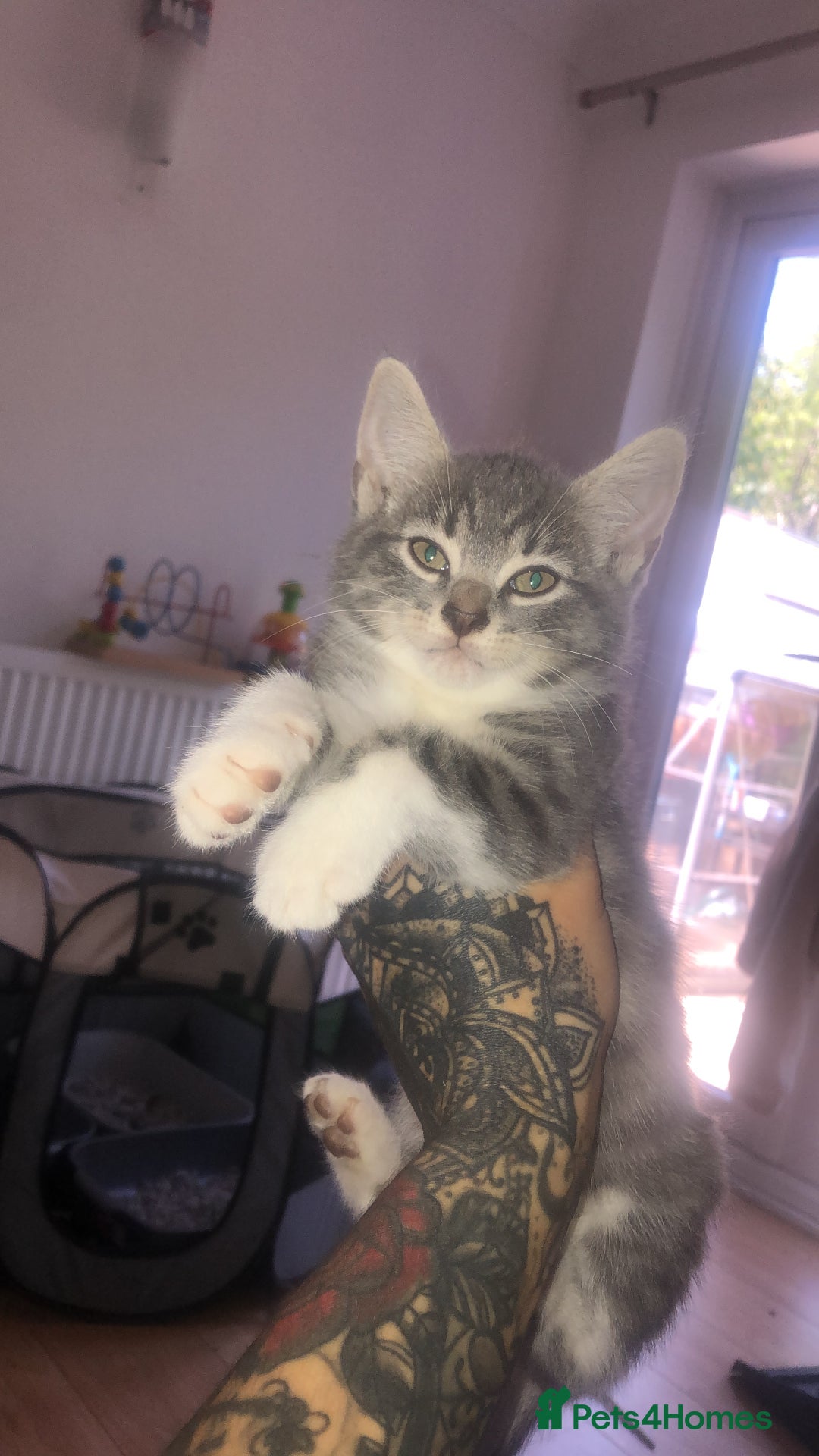 Mixed Breed cats for sale: Loving kittens for sale  - Image 1