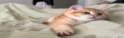 British Shorthair cats for sale: Golden chinchilla British shorthair (NY12) boy.  - Advert 4