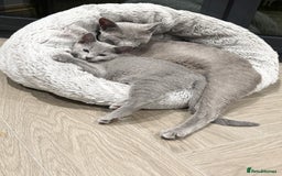 Russian Blue cats for sale: ***Gorgeous TICA Russian Blue Kitten Girl*** - Advert 1