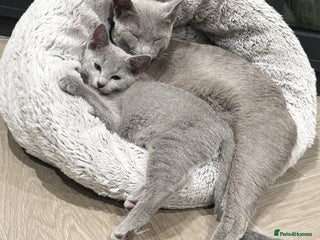 Russian Blue cats ***Gorgeous TICA Russian Blue Kitten Girl*** - Advert 3