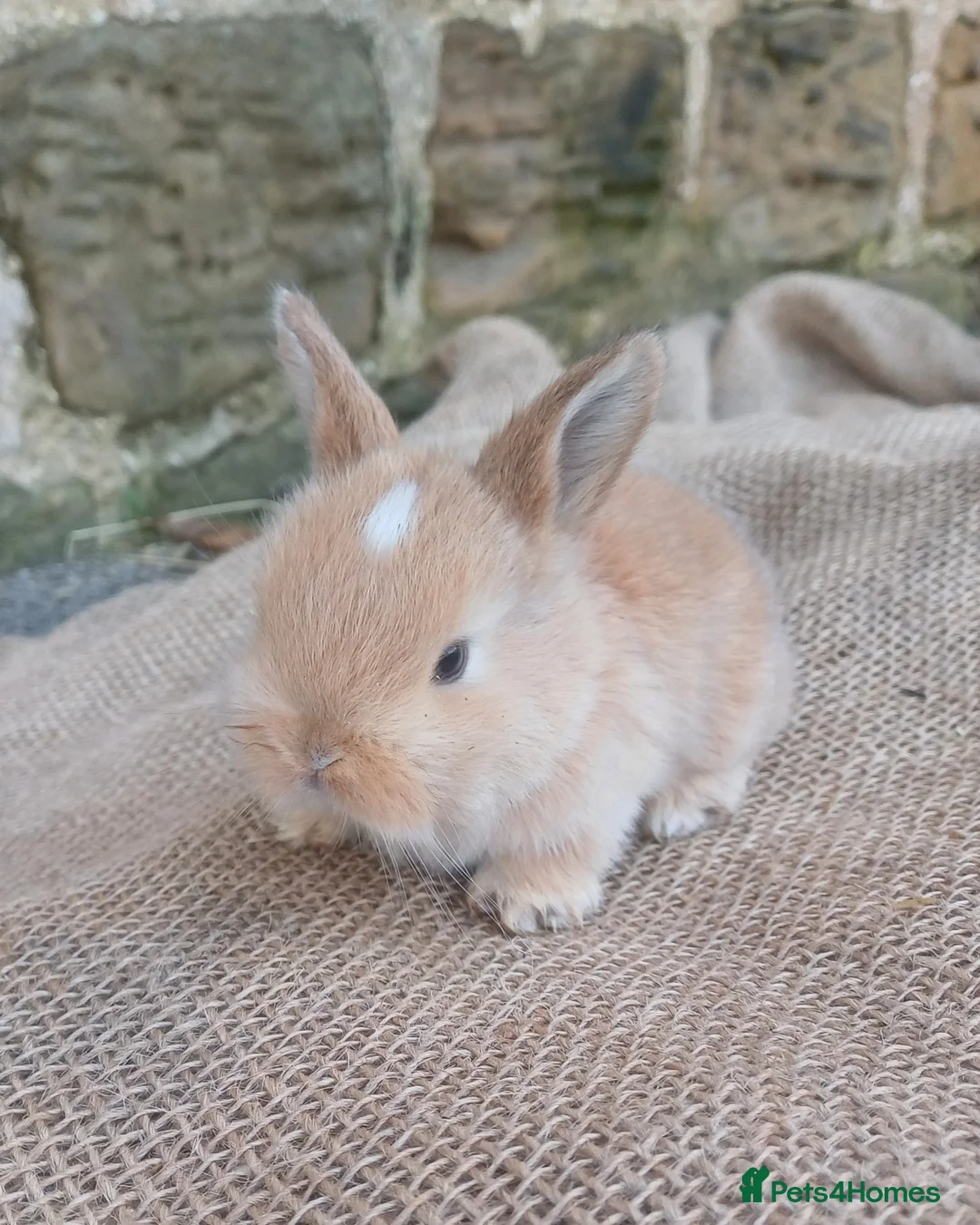 Dwarf Lop rabbits for sale: Dwarf Lops - Advert 4